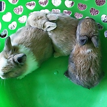 体格差が分かりやすいね