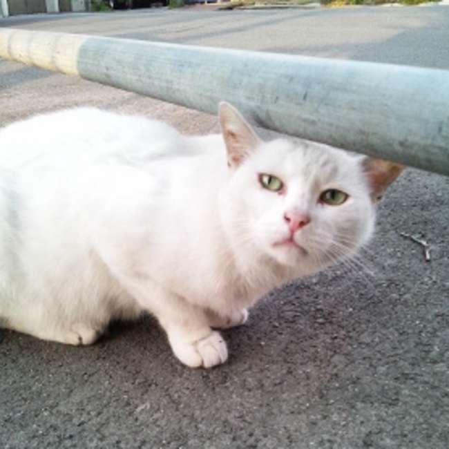 猫と暮らそう~里親募集のカバー写真