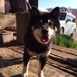 ちっちゃな黒豆柴犬「のぎくちゃん」4才