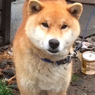 柴犬　男の子　２才