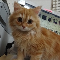 レオナルド (レオ)