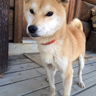 おとなしい、1歳の純血豆柴犬！