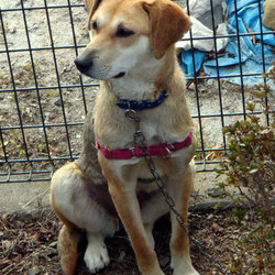 わんわんルーム定期譲渡会 サムネイル2