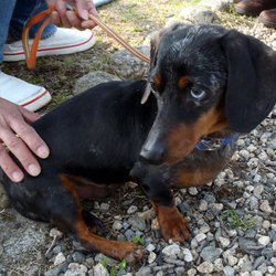 わんわんルーム定期譲渡会 サムネイル3