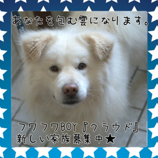 ふわもこ雲のような男の子