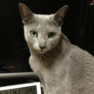 ロシアンブルー