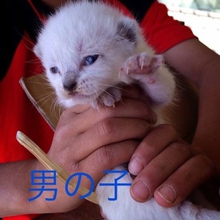 とてもかわいい子です。