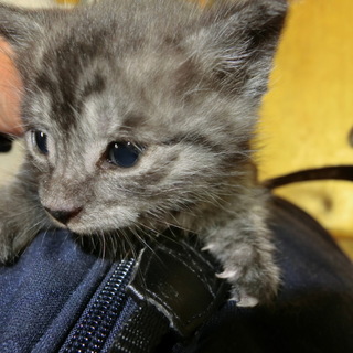 とてもかわいい子です。