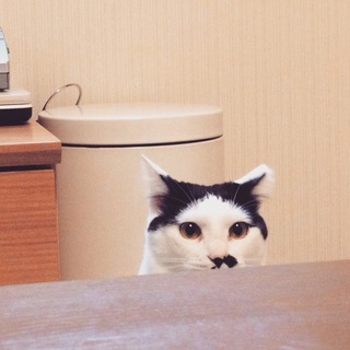 家族として迎えることにしました。