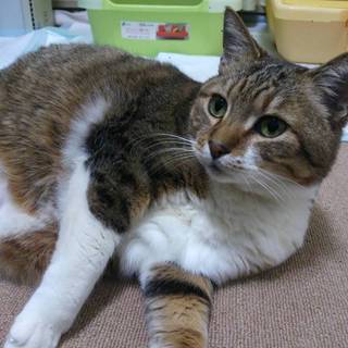 おっとり、ぽっちゃりのポニョちゃん