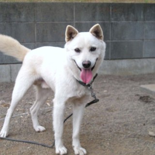 迷い犬保護しました。里親募集！