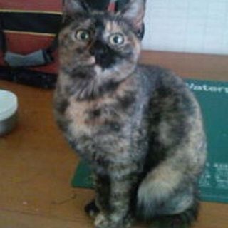 ★おっとりサビ猫ひじきちゃん★