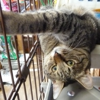 クスクスはあなたの後をどこまでもついて行きます