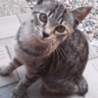 私、ヒメちゃんです☆