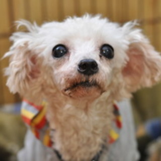 抱っこもお散歩も大好きなセレストです♪