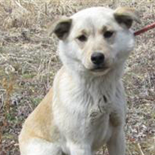 クリーム色のきれいな女の子