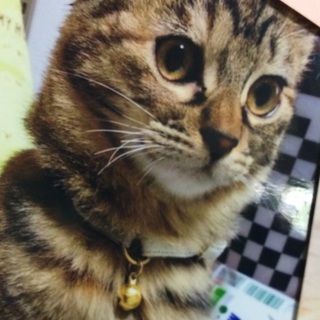 急募。おっとりした猫です。