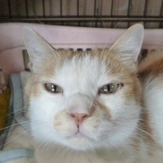 チキチキはおとなしいイケメンです