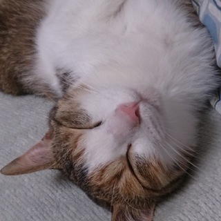 人なつっこいかわいい女の子です