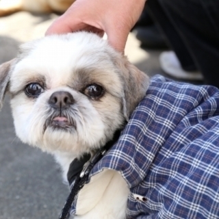 和風シーズー　こたつだよーん♪