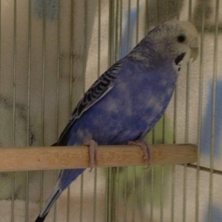 ご応募ありがとうございました。決まりました