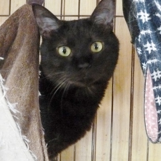 バンバンは墨黒の珍しい毛色でちょっとおすまし猫