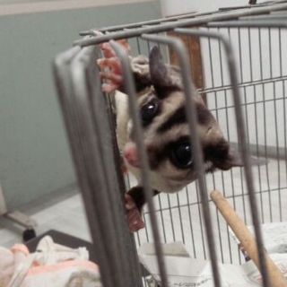 飼い主発見！返還されました★フクロモモンガ？