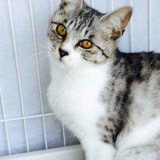 ハッケツ子猫ごまちゃん