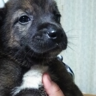 母親がプロットハウンドの子犬です