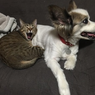 キジトラのクリボー