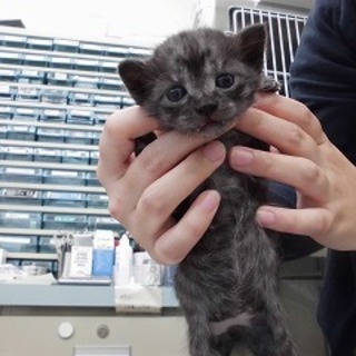 沢山お問い合わせ頂きましたので一旦停止致します。