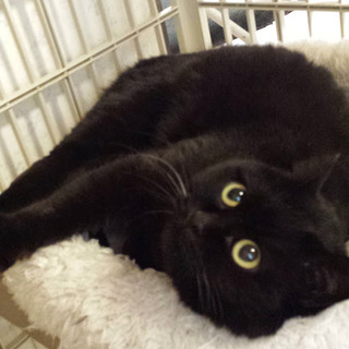 黒くてコロんのクロコロちゃん