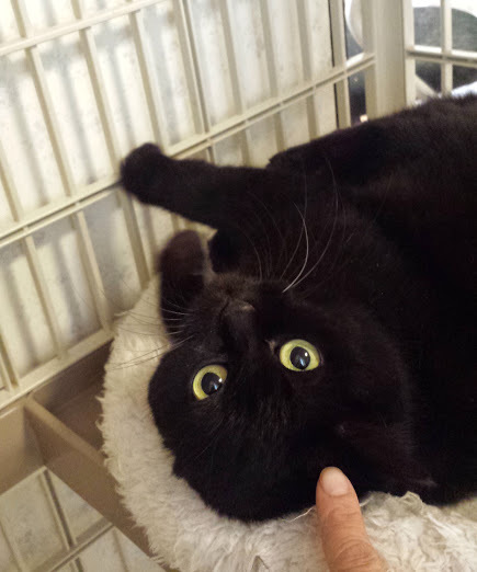 黒くてコロんのクロコロちゃん サムネイル2