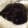 黒くてコロんのクロコロちゃん サムネイル4