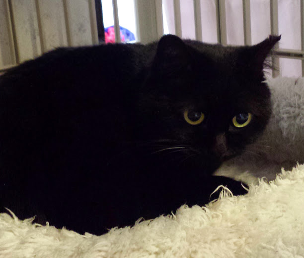 黒くてコロんのクロコロちゃん サムネイル7