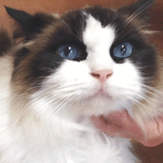 ラグドールの女の子