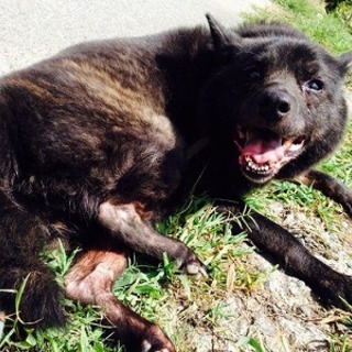 緊急募集!甲斐犬の里親さま