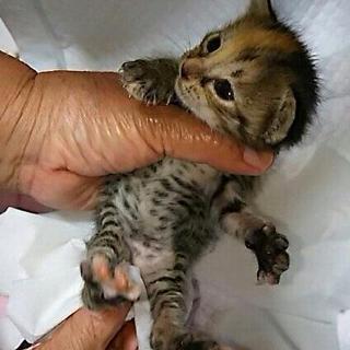 沢山お問い合わせ頂きましたので一旦終了いたします