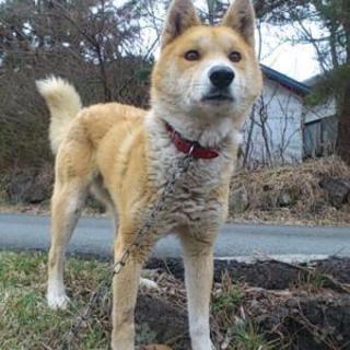 ハンサムな柴ミックス　サンタ君３歳位