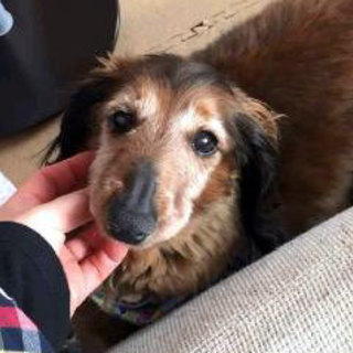 温厚で可愛い老犬　Mダックスのナル君