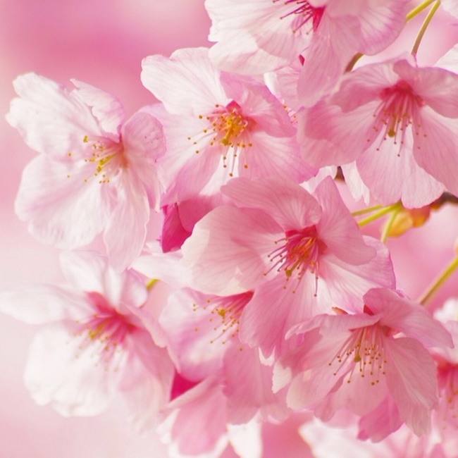 野沢菜のカバー写真