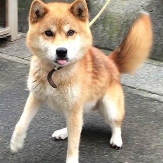 明るく元気な柴ミックス　タロウ君４歳位