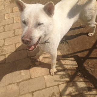 保護犬 ハク　とっても甘えん坊です！