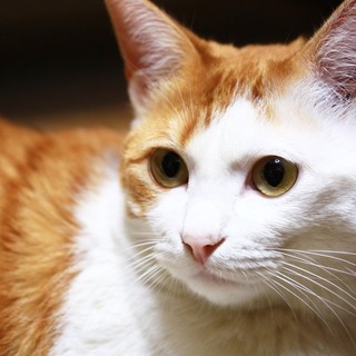 素敵な里親様が見つかりました！