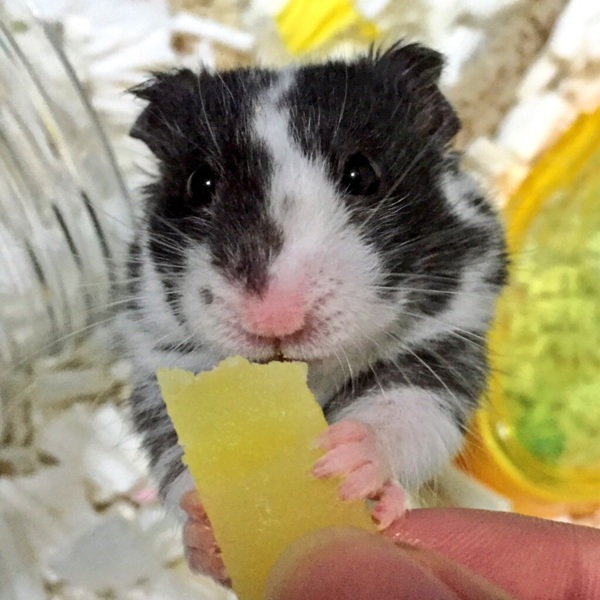 3/18生まれG.ハムスター  サムネイル3