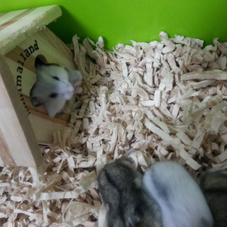 ジャンガリアン（ホワイト・ノーマル）里親募集！