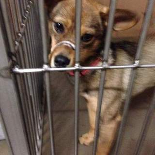 この子の命を救ってください。