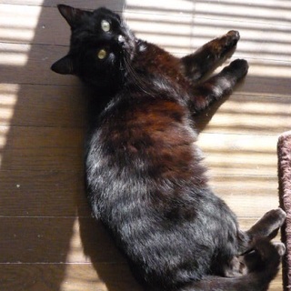 おとなしく、とても優しい癒し系黒猫ちゃんです。
