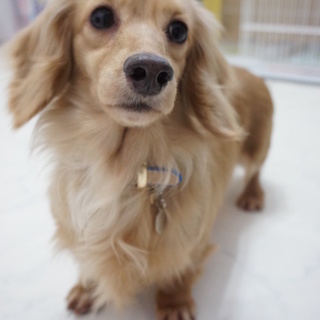 沢山の応募をありがとうございました　あずき