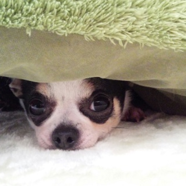 わんピースにゃんピース　　　　　　　　1PEACE2PEACEのカバー写真